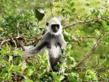 Yala National Park